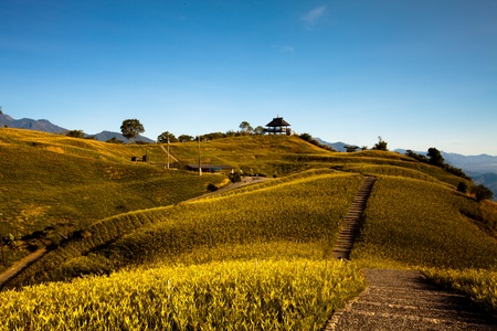 Daylily flower at sixty Stone Mountain in Taiwan Hualien festival の写真素材