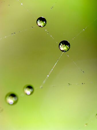 Water droplets on webの写真素材