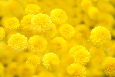 chrysanthemum の写真素材