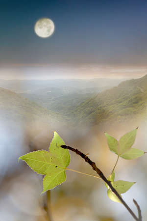 green leaves, shallow focus の写真素材