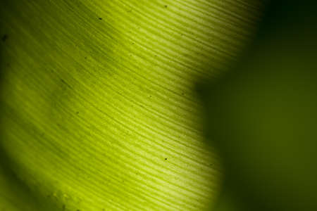 green leaves, shallow focus 