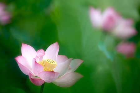 Beautiful Lotus の写真素材