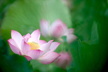 Beautiful Lotus の写真素材