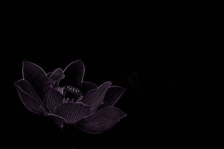 Beautiful Lotus の写真素材