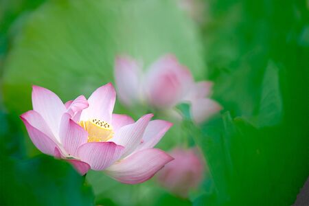 Beautiful Lotus の写真素材