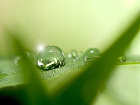 water drops on the green grass の写真素材
