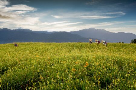 Daylily flower at sixty Stone Mountain in Taiwan Hualien festival の写真素材