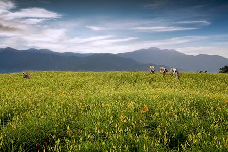 Daylily flower at sixty Stone Mountain in Taiwan Hualien festival の写真素材