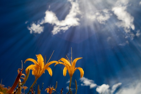orange daylily with nice blue skyの写真素材