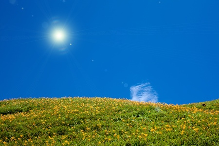 Daylily flower at sixty Stone Mountain in Taiwan Hualien festival の写真素材