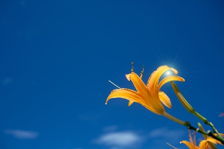 orange daylily with nice blue skyの写真素材