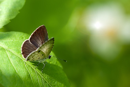 butterfly on leafの写真素材