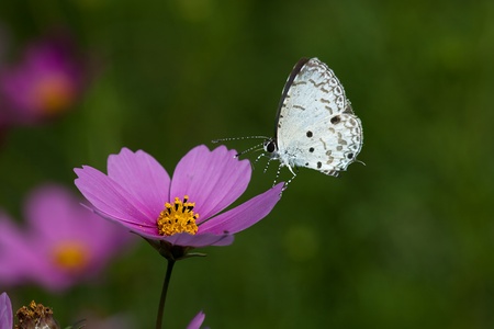 Butterfly on flowerの写真素材
