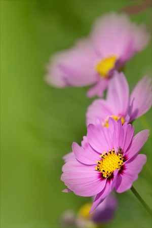 white cosmoses with some pink ones under the blue sky の写真素材