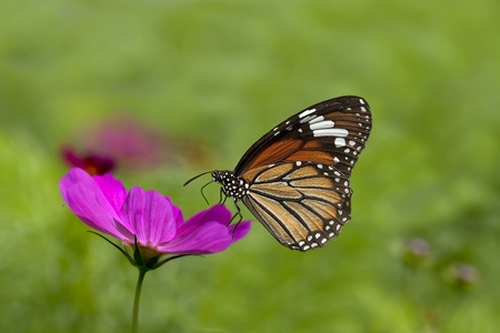 Butterfly on flowerの写真素材