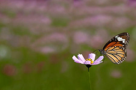 Butterfly on flowerの写真素材