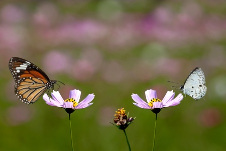Butterfly on flowerの写真素材