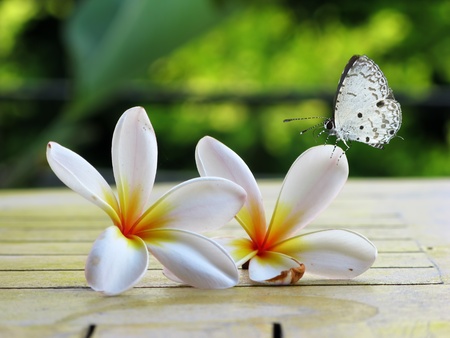 Butterfly on flowerの写真素材