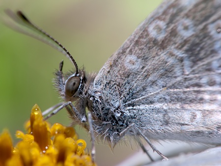 Butterfly on flowerの写真素材