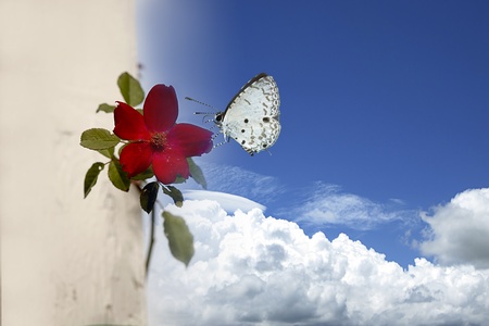 Butterfly on roseの写真素材