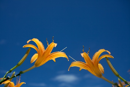 Lily Flowers border design.Summer Flowers の写真素材