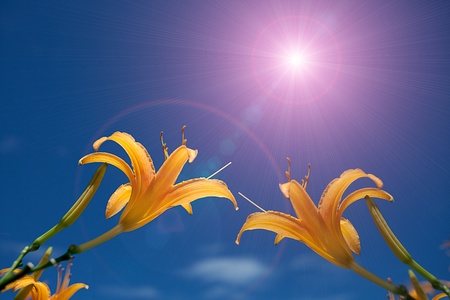 Lily Flowers border design.Summer Flowers の写真素材