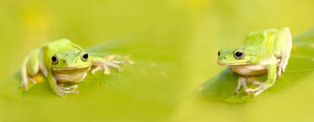 Rhacophorus arvalis の写真素材