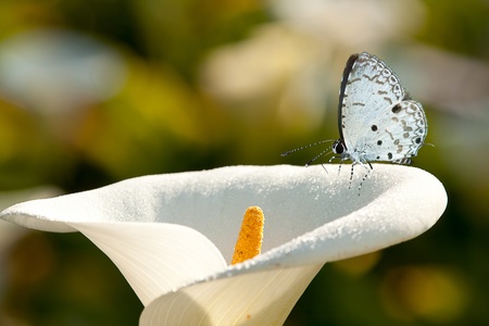 Butterfly on flower (Calla lilies)の写真素材