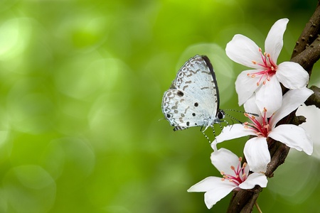Butterfly on flower (Tung flowers)の写真素材