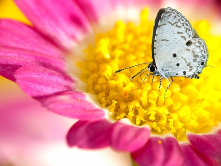 Butterfly on flower (Chrysanthemum)の写真素材