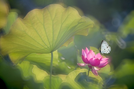 Butterfly on flower (Lotus)の写真素材