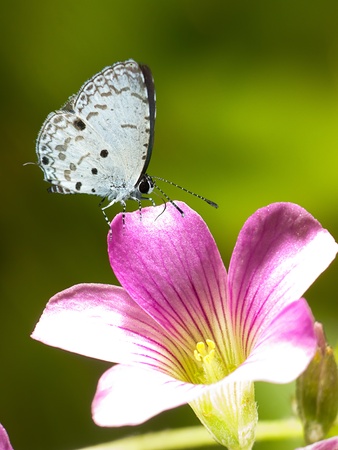 Butterfly on flowerの写真素材