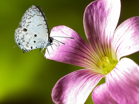 Butterfly on flowerの写真素材