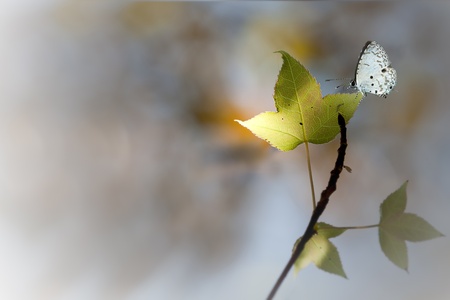 Butterfly on mapleの写真素材