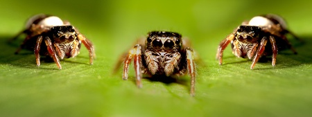 Hasarius adansoni, the Ministry of males swollen extremities touch, eyes arranged in 2 rows, the two largest central frontの写真素材