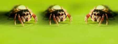 Hasarius adansoni, the Ministry of males swollen extremities touch, eyes arranged in 2 rows, the two largest central frontの写真素材