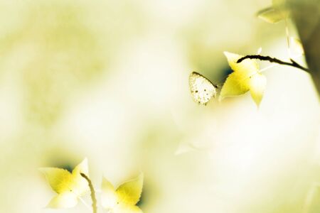 Maple and butterfly with beautiful background color for texture use の写真素材