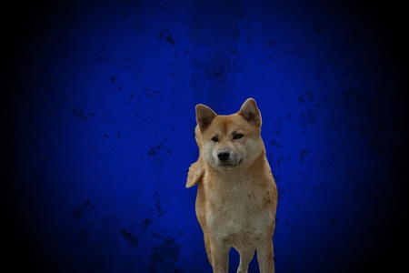 shiba inu dog の写真素材
