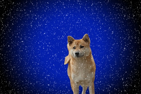 shiba inu dog の写真素材