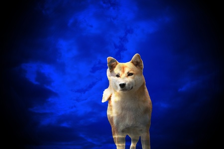 shiba inu dog の写真素材
