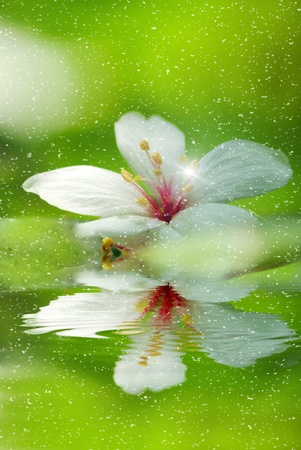 Aleurites Montana mix with green background or texture use の写真素材