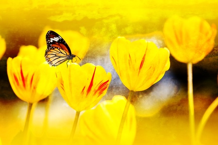 butterfly on flowers (Tulip) の写真素材