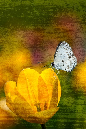 butterfly on flowers (Tulip) の写真素材