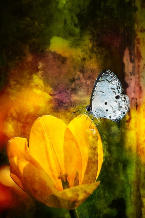 butterfly on flowers (Tulip) の写真素材