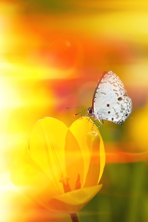 butterfly on flowers (Tulip) の写真素材