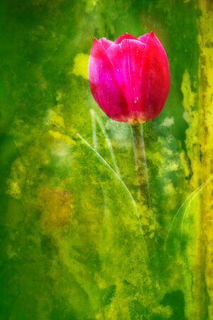 Tulip for background use の写真素材