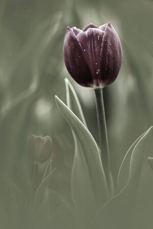 Tulip for background use の写真素材