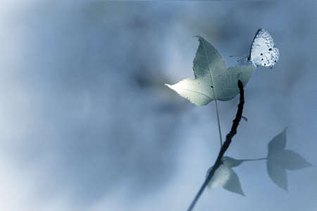 Realistic brown autumn maple leafs on white background. の写真素材