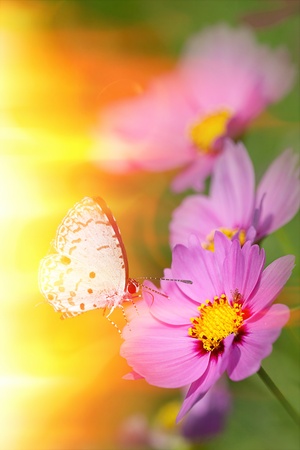 Closed up Chrysanthemum with butterfly の写真素材