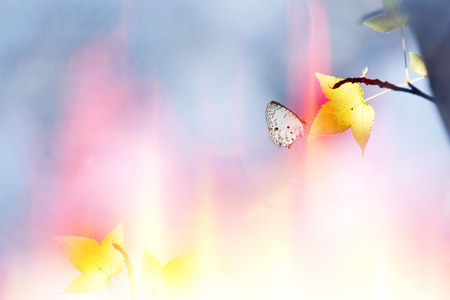 Maple and butterfly with beautiful background color の写真素材